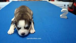 husky puppy