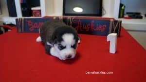 black and white husky puppy