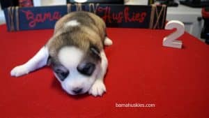 grey and white husky puppy