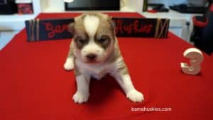 red and white husky puppy for sale