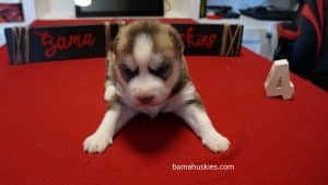 red husky puppy