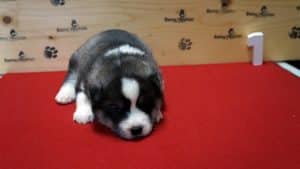 black and white husky puppy