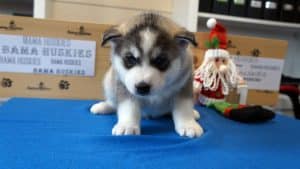husky puppy