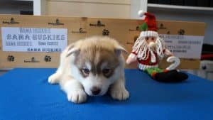 red husky puppy