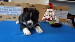 black and white husky puppy