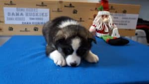 Siberian husky puppy for sale