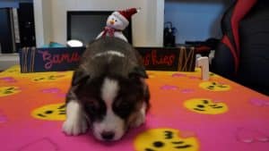black and white husky puppy