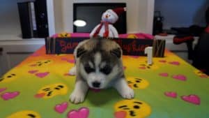 Grey husky puppy for sale