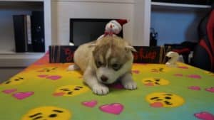 red husky puppy for sale
