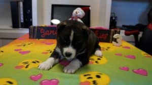 blue eyed husky puppy for sale