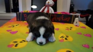 black and white blue eyed husky puppy for sale