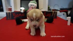 red husky puppy for sale