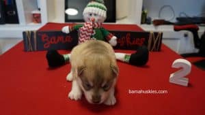 red and white husky puppy