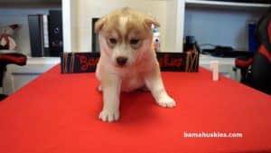 red husky puppy