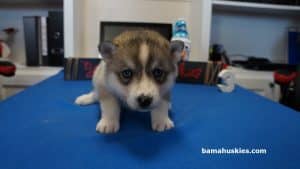 grey and white husky puppy