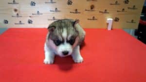 black and white husky puppy