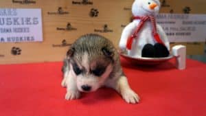 grey husky puppy