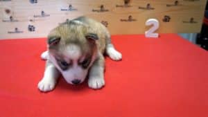 husky puppy