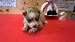 husky puppy