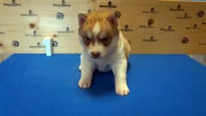 red and white male husky puppy