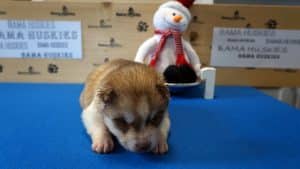 red and white husky puppy