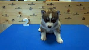 grey and white husky