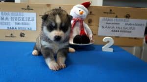 grey husky puppy