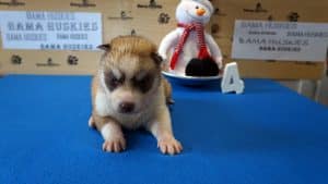 husky puppies for sale