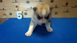 husky puppy fpor sale