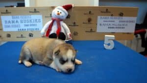 Siberian husky puppy for sale