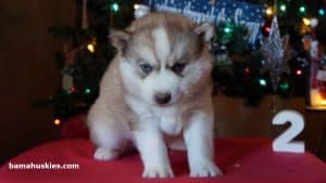 red husky puppy for sale