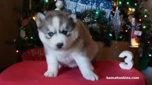 Grey husky puppy for sale