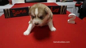 red and white female husky puppy for sale