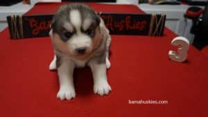 grey husky puppy for sale