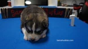 grey and white male husky puppy
