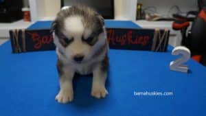 Siberian husky puppy