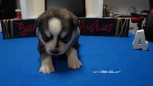 husky puppy for sale
