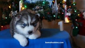Siberian husky puppy for sale