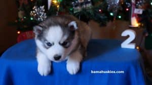 blue eyed husky puppy for sale