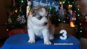 male husky puppy