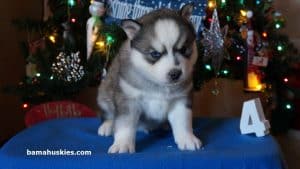 grey and white husky puppy 