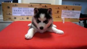 Black and white husky puppy