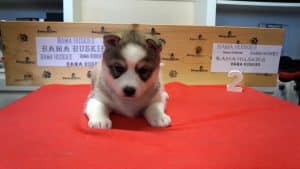 grey and white husky puppy