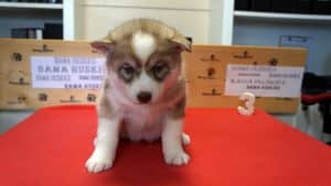 red husky puppy