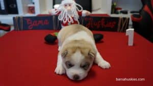 red and white husky puppy