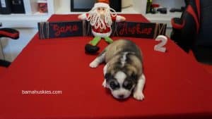 grey and white husky puppy for sale