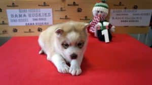 red and white husky puppy