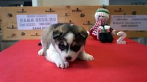 husky puppy for sale