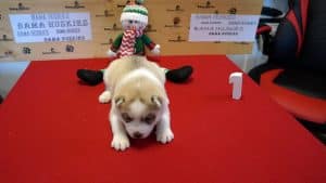 red and husky puppy for sale