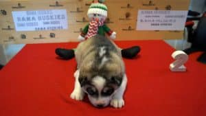 grey black and white husky puppy